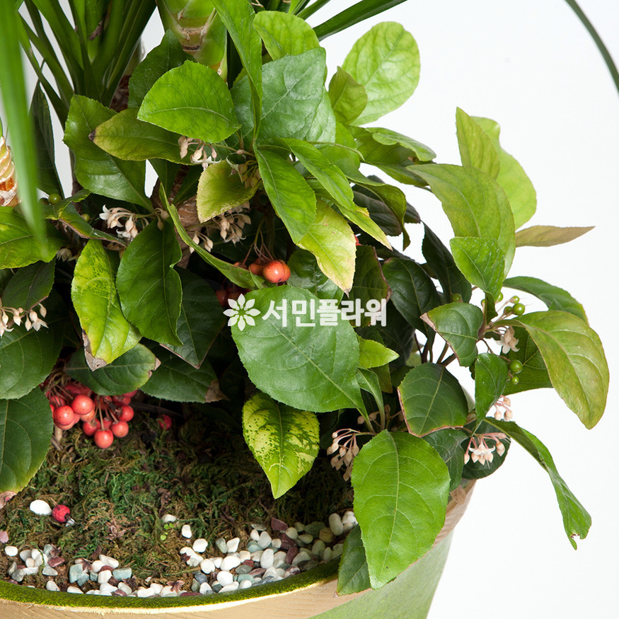 상세이미지