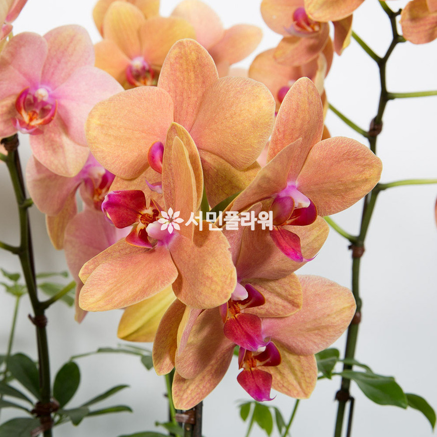 상세이미지