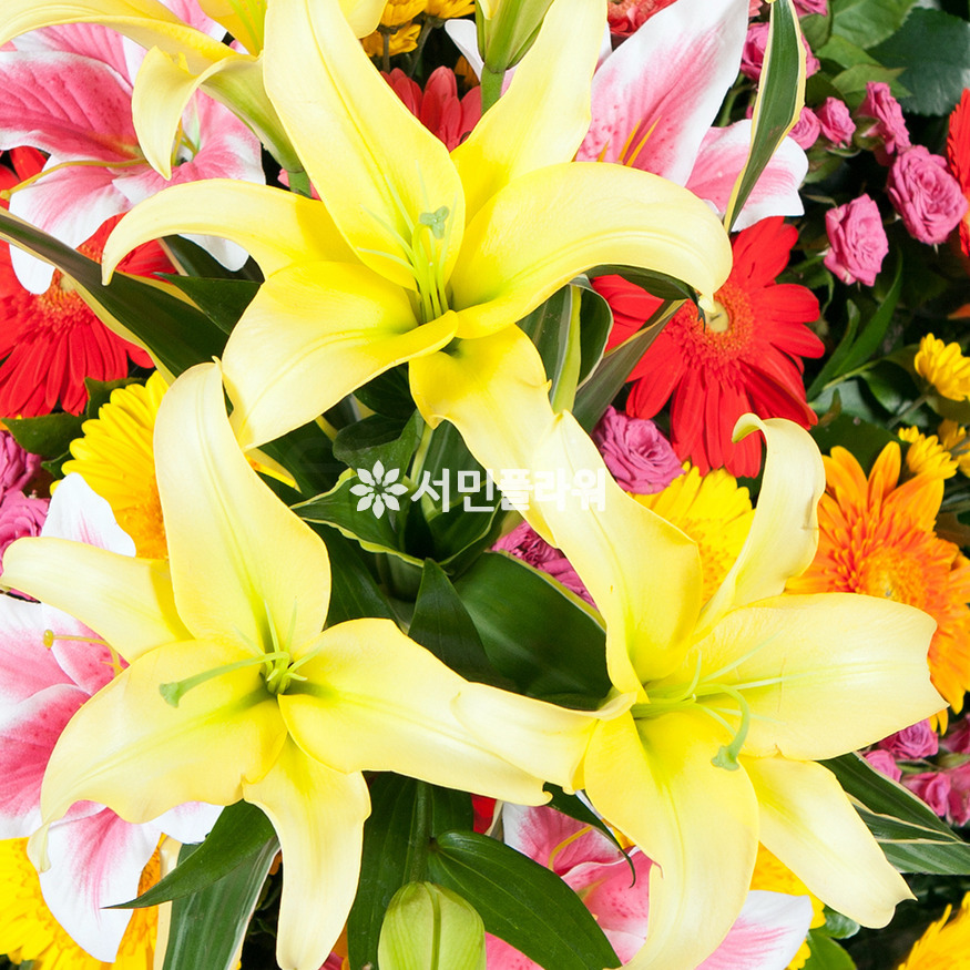 상세이미지