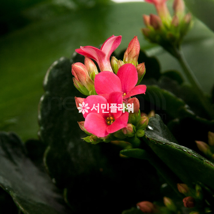 상세이미지
