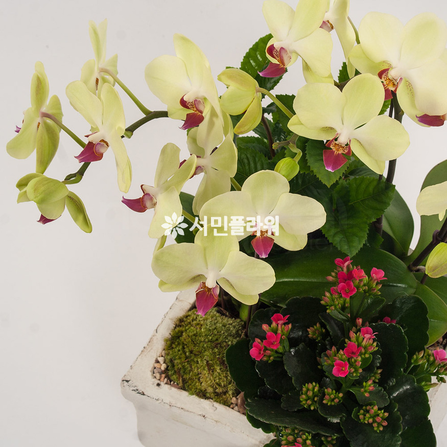 상세이미지