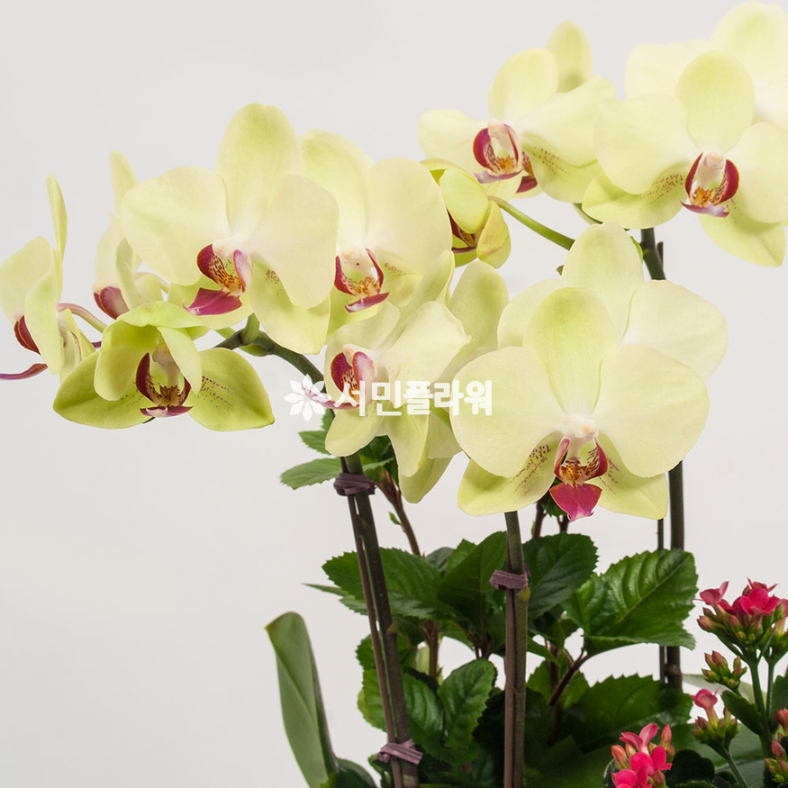 상세이미지