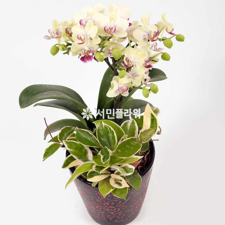 상세이미지