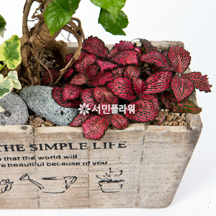 상세이미지