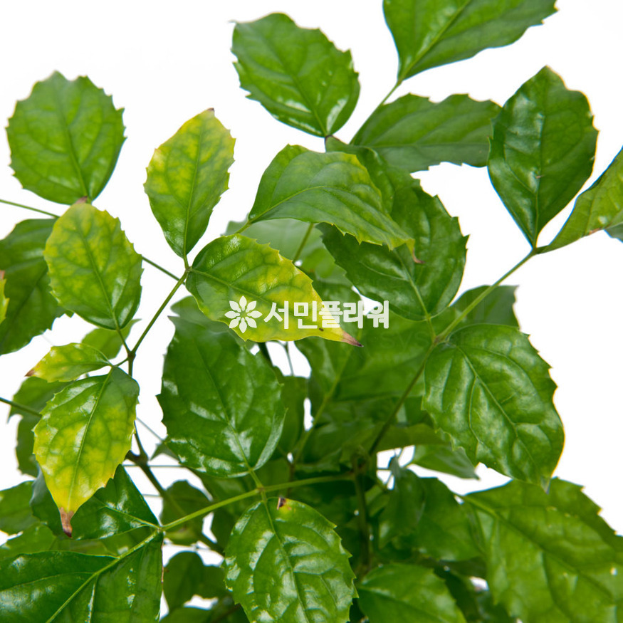 상세이미지