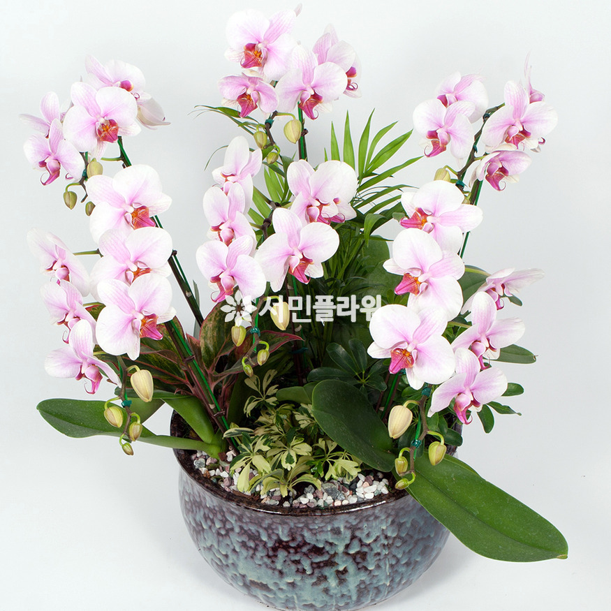 상세이미지