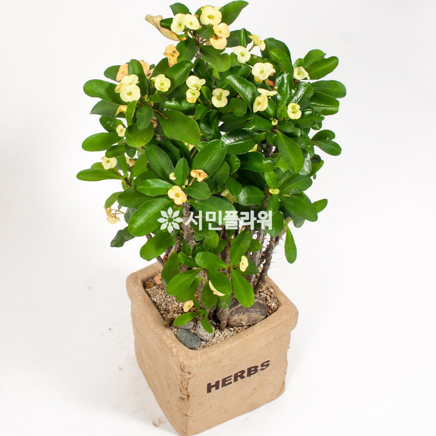 상세이미지