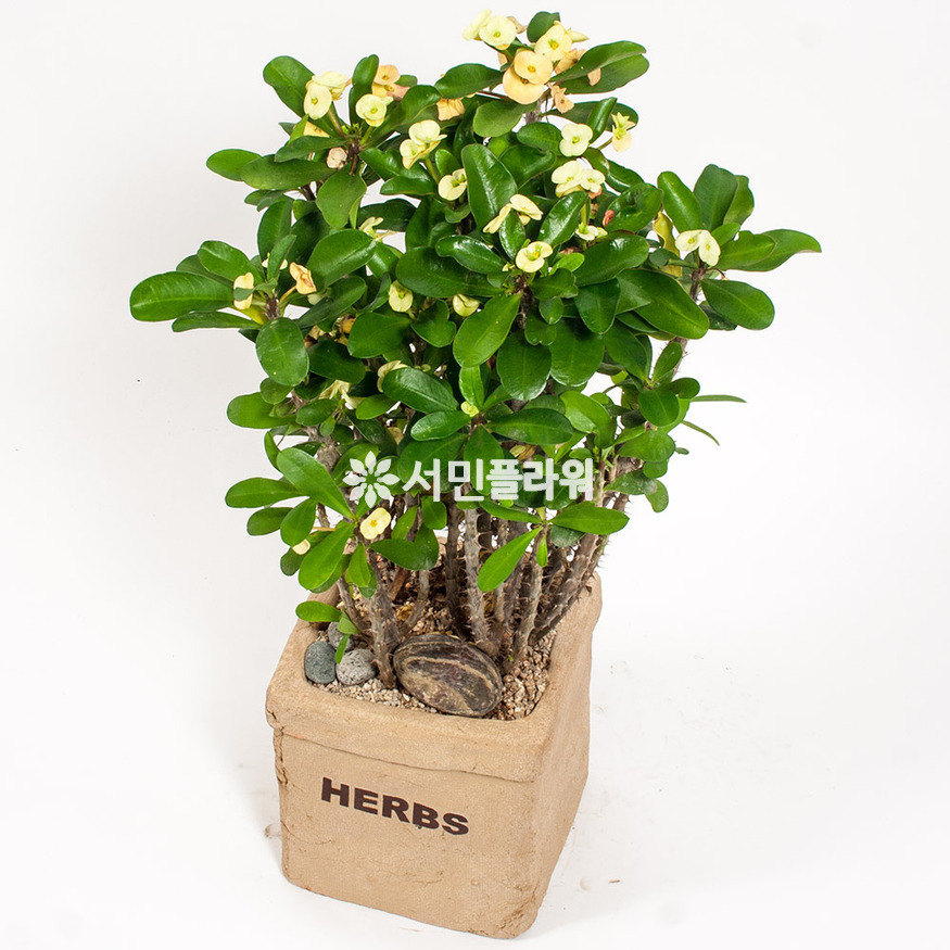 상세이미지