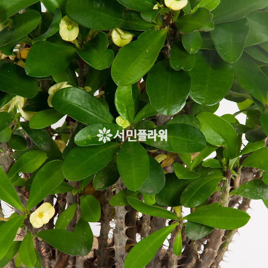 상세이미지
