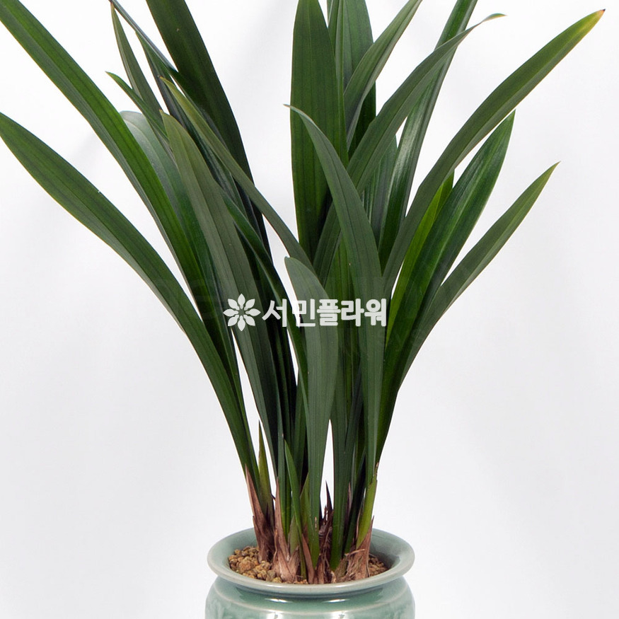 상세이미지