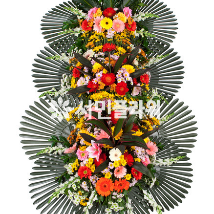 축하3단 026Q