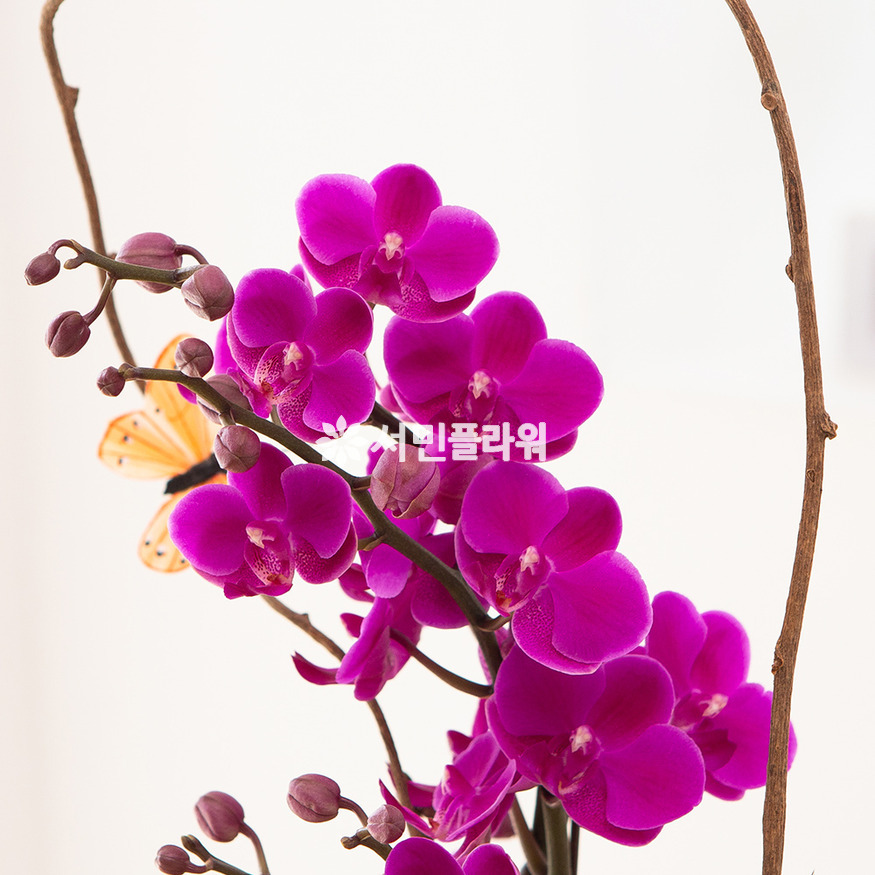 상세이미지