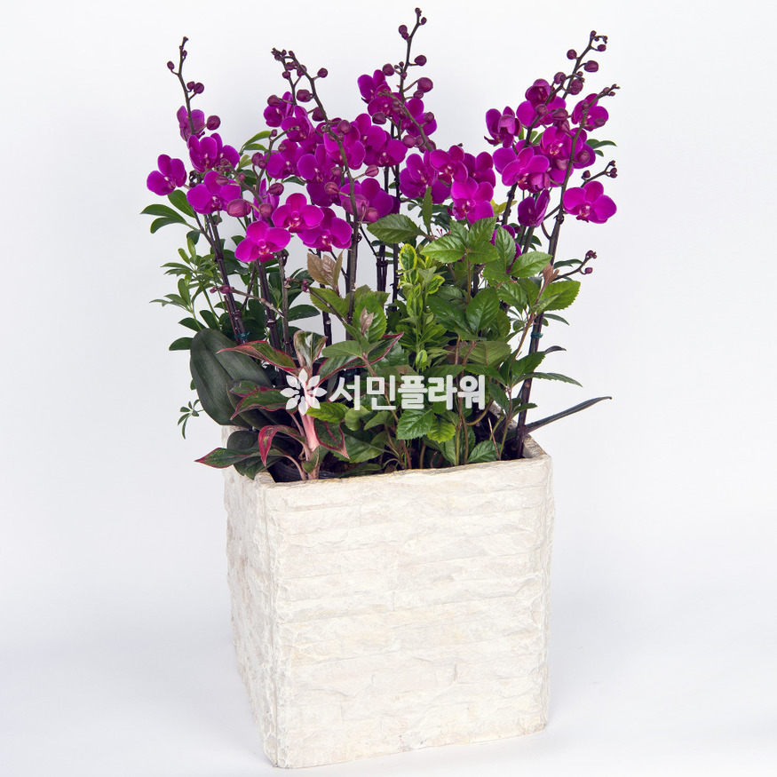상세이미지