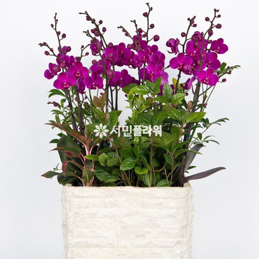상세이미지