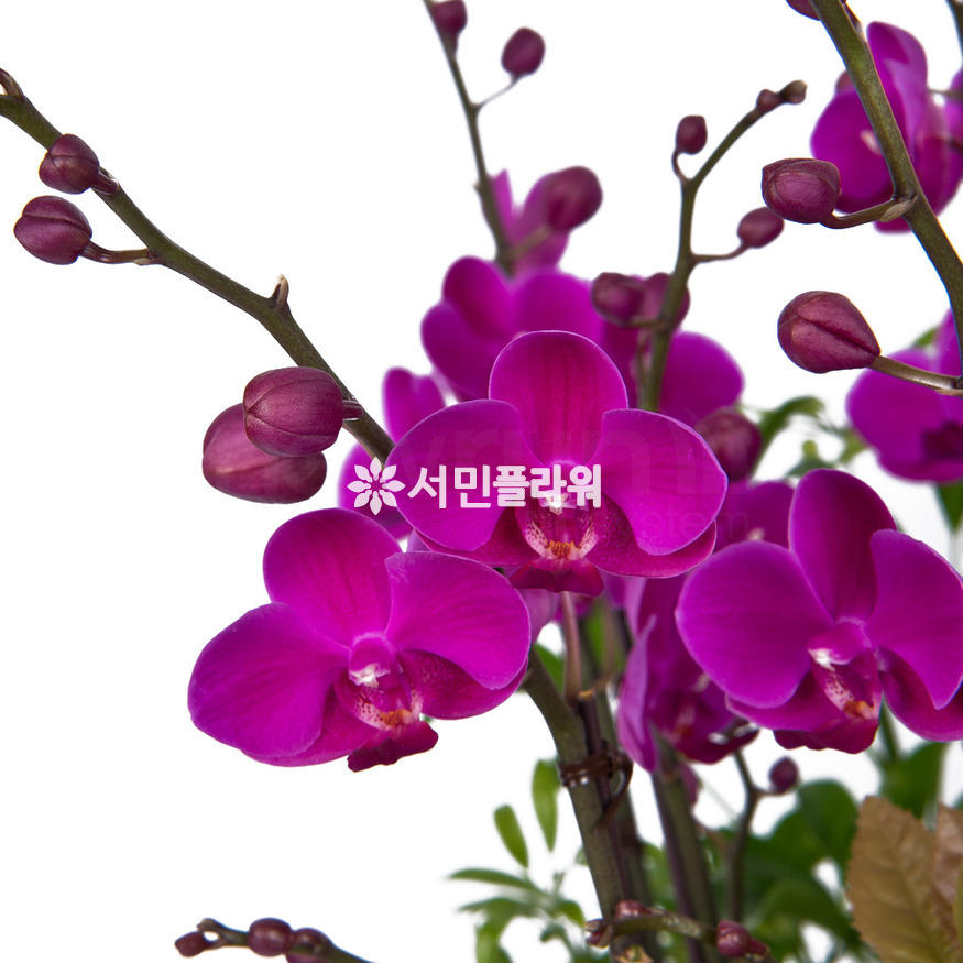 상세이미지