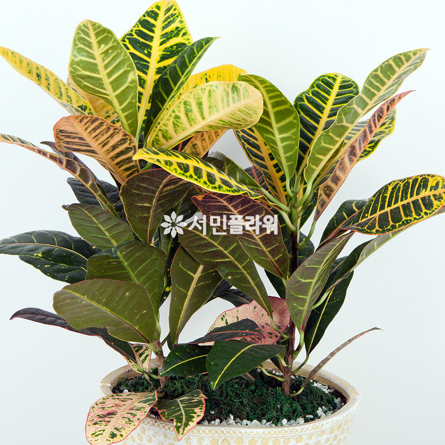 상세이미지