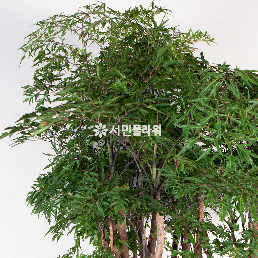 상세이미지