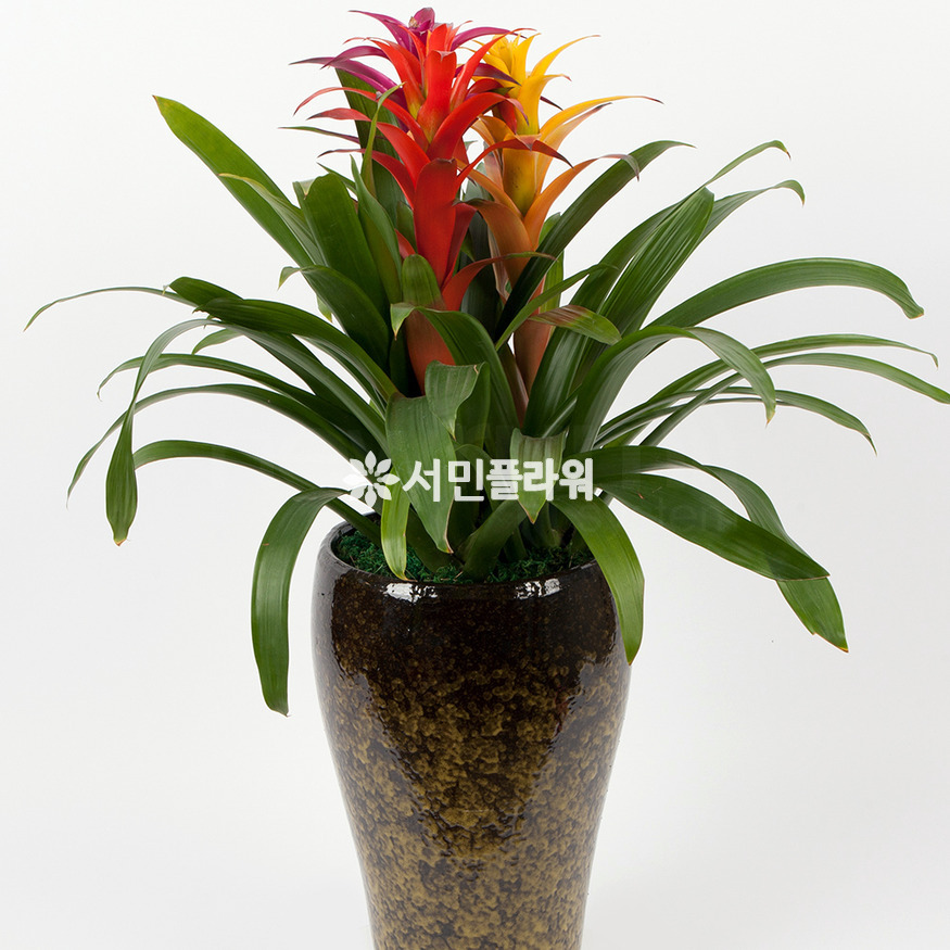 상세이미지
