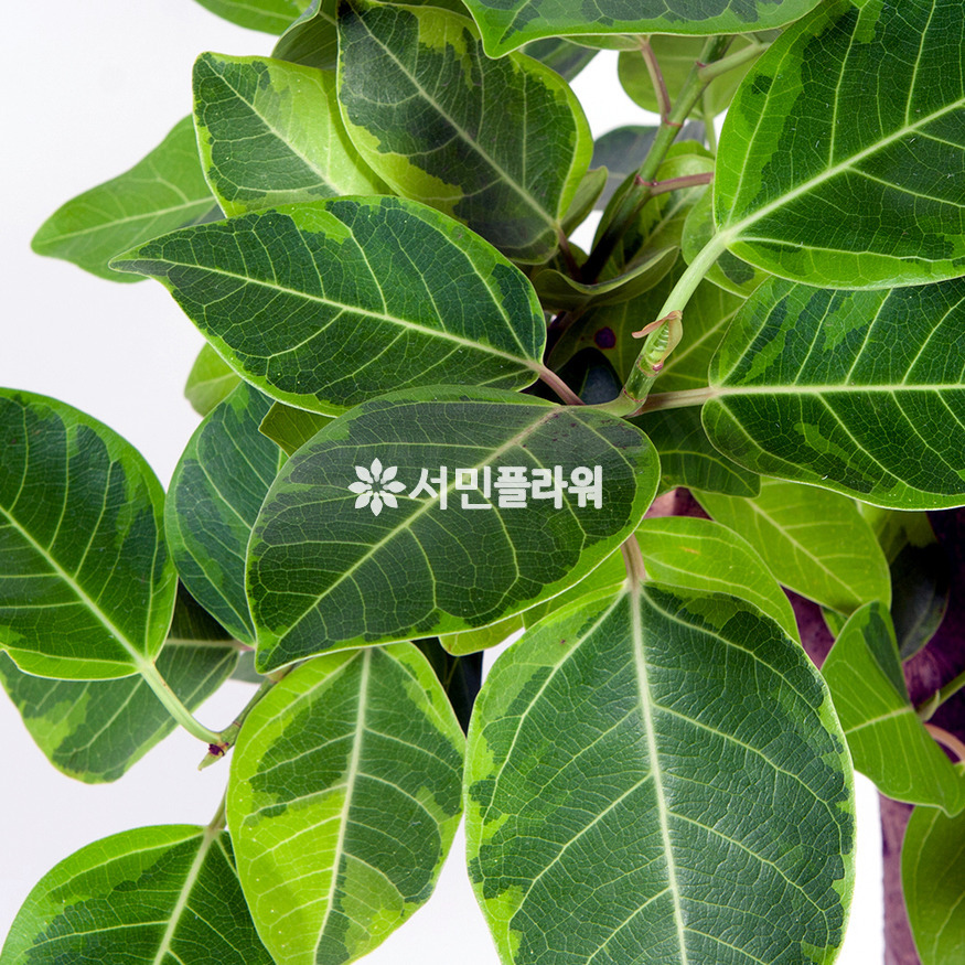 상세이미지