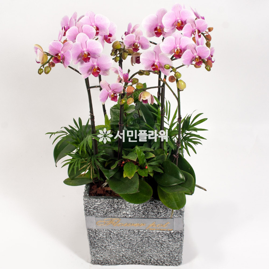 상세이미지