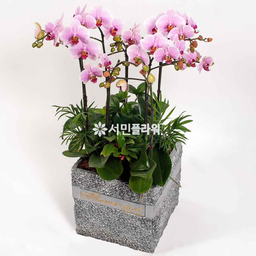 상세이미지