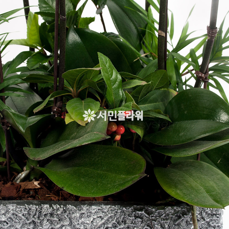 상세이미지
