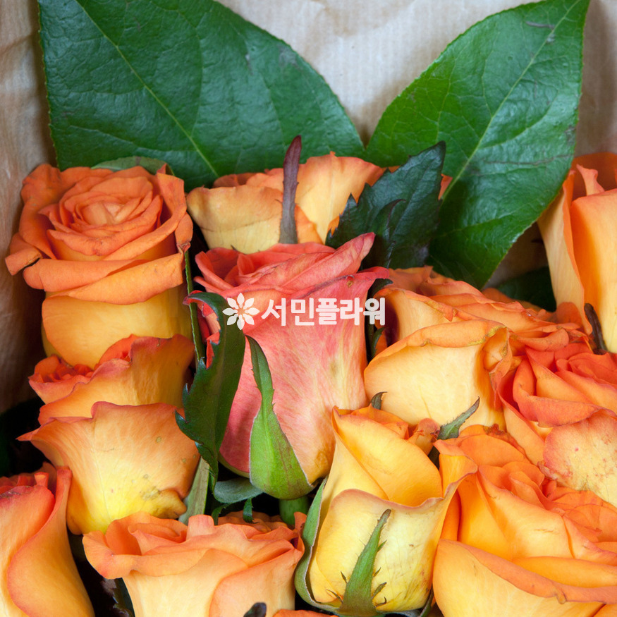 상세이미지