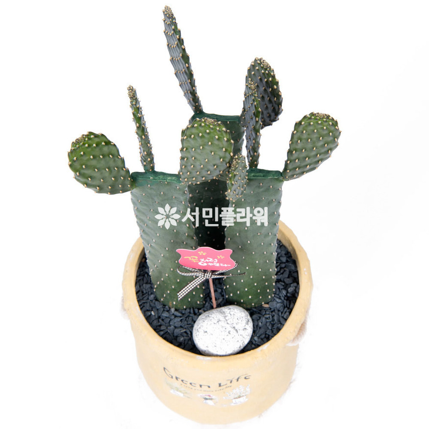 상세이미지
