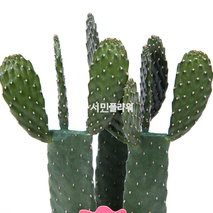 상세이미지