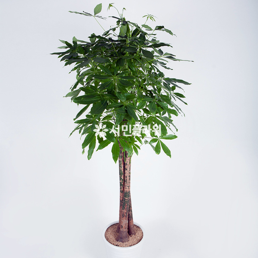 상세이미지