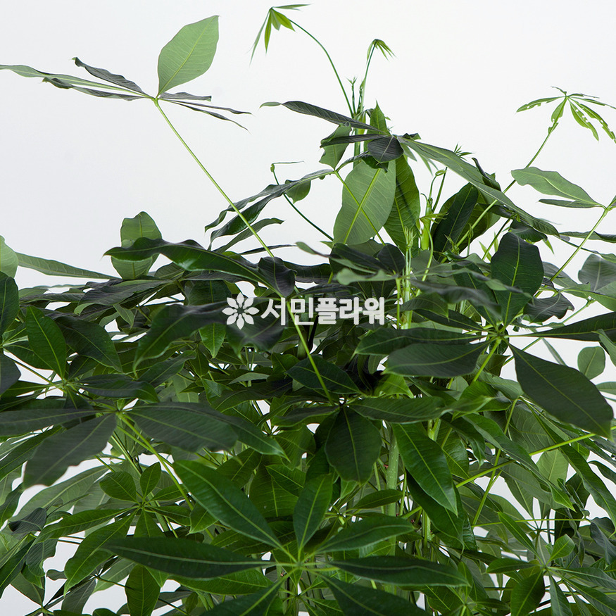 상세이미지