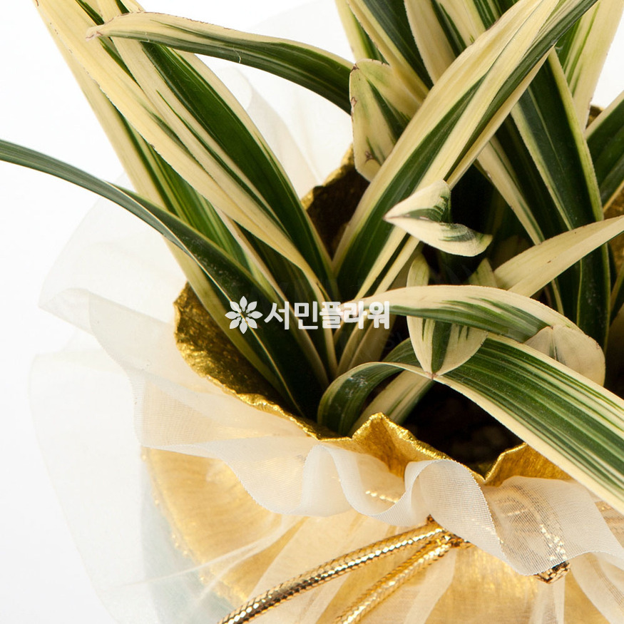 상세이미지