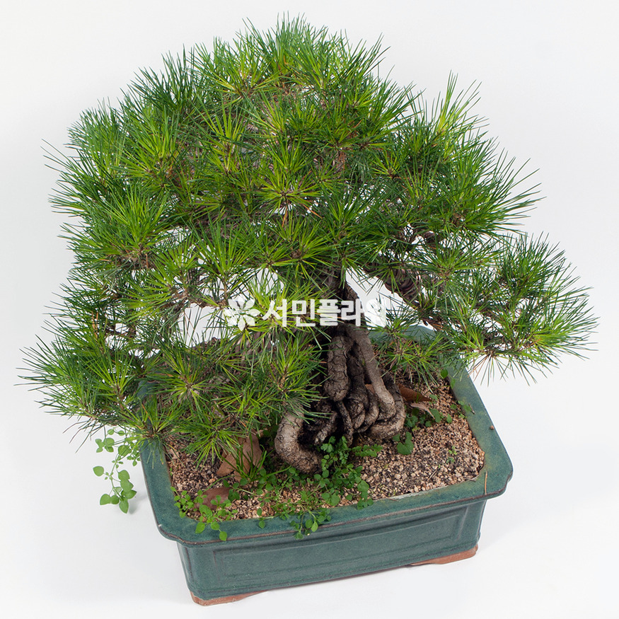 상세이미지