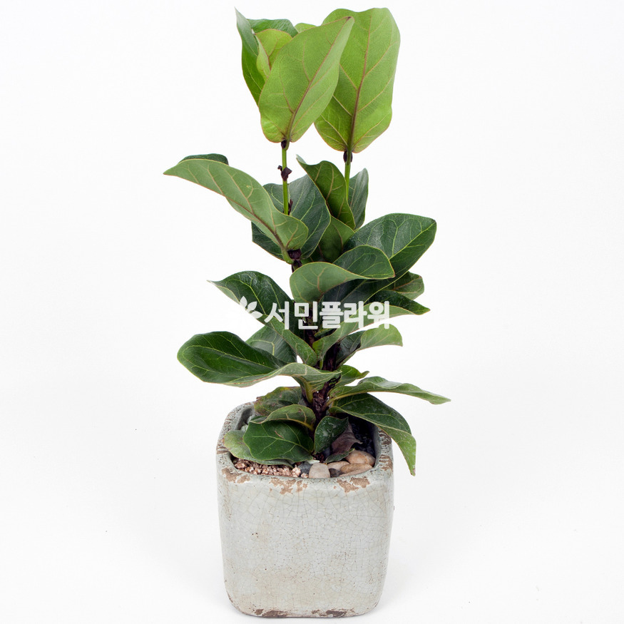 상세이미지