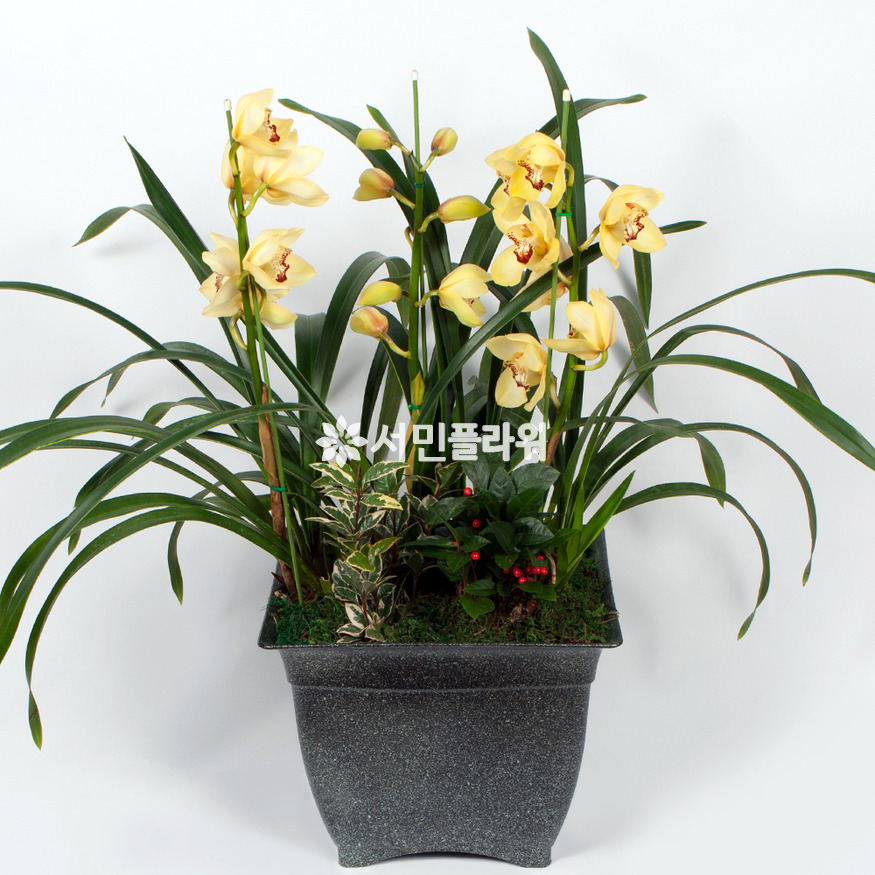 상세이미지