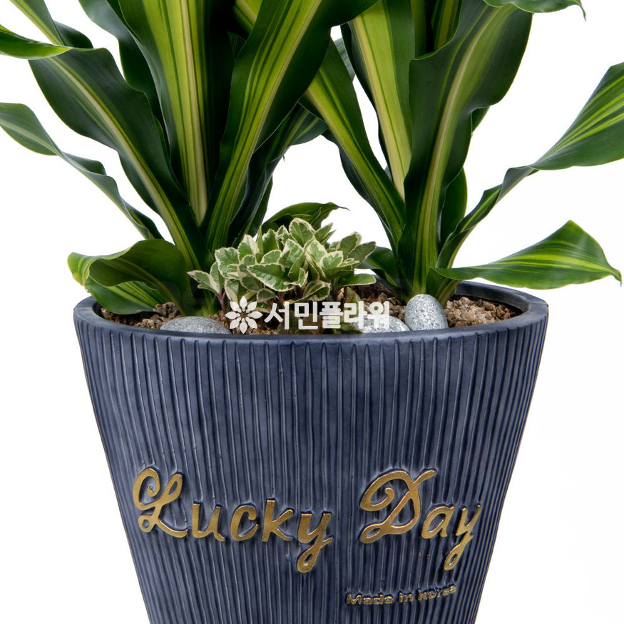 상세이미지