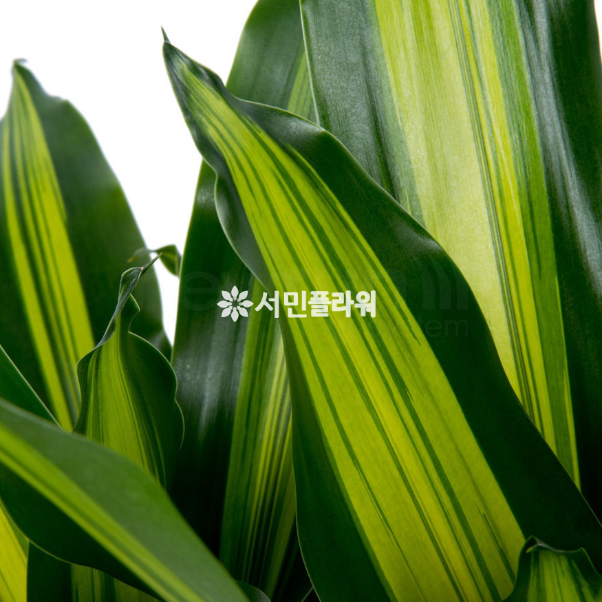 상세이미지