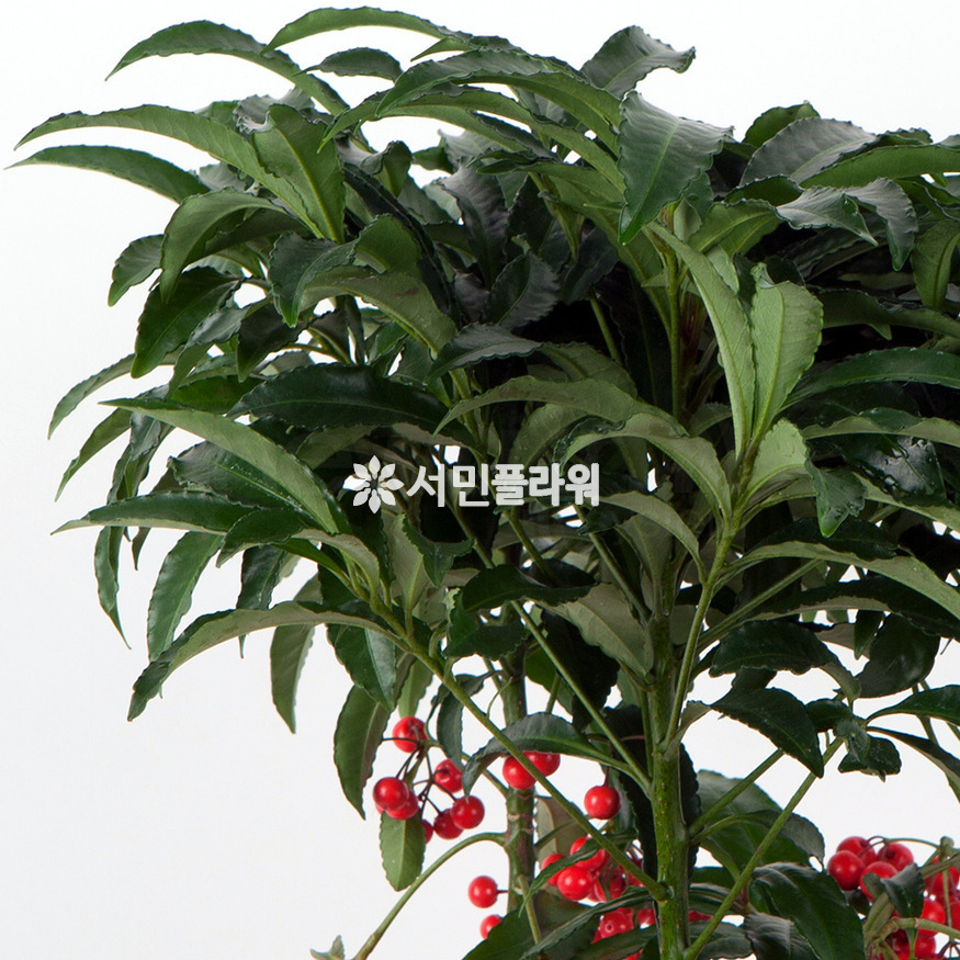 상세이미지