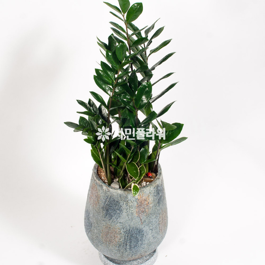 상세이미지
