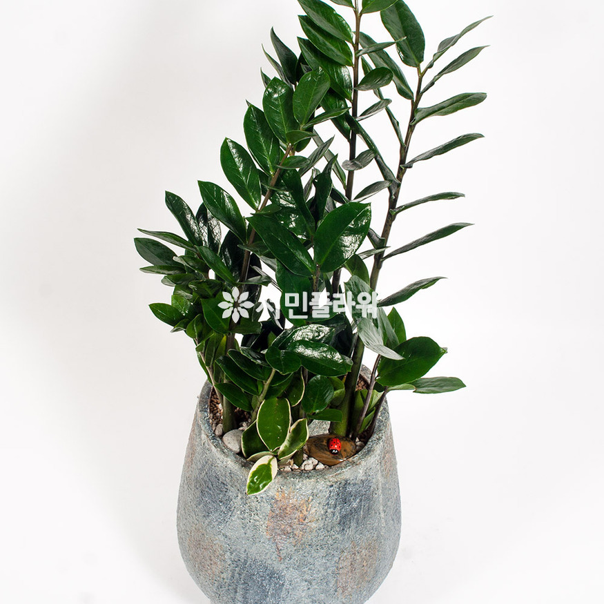 상세이미지