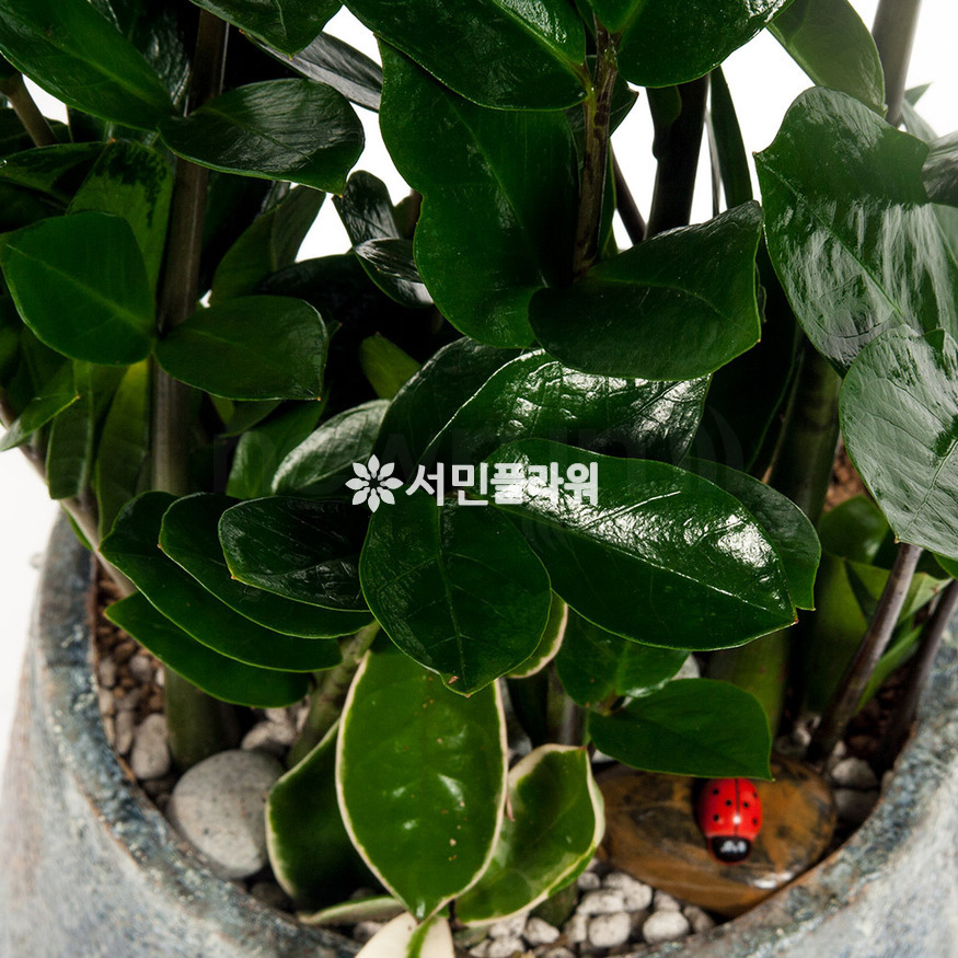 상세이미지