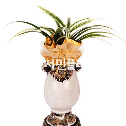 황금일향