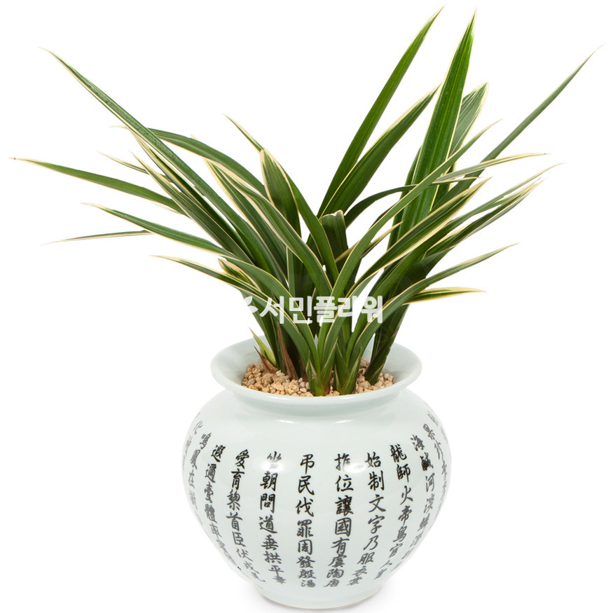 상세이미지