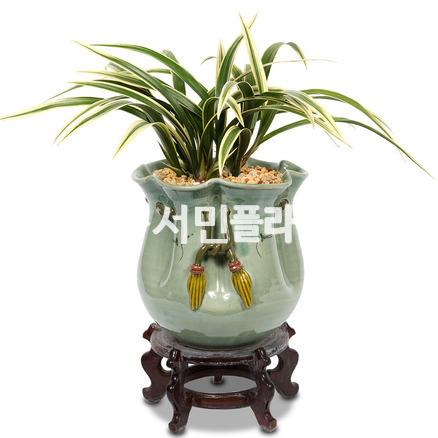 동양란무뉘♥명품란