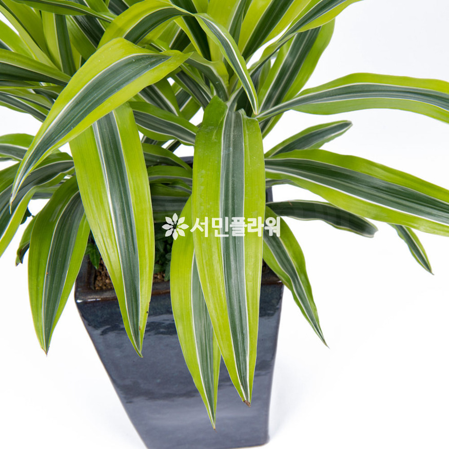 상세이미지