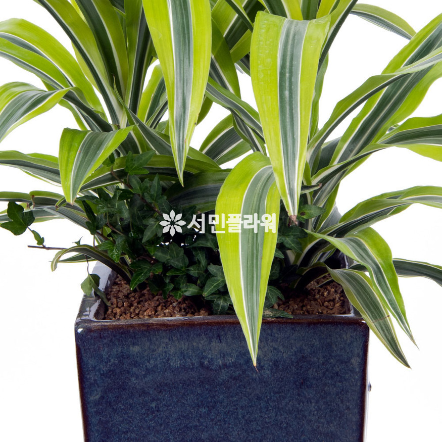 상세이미지