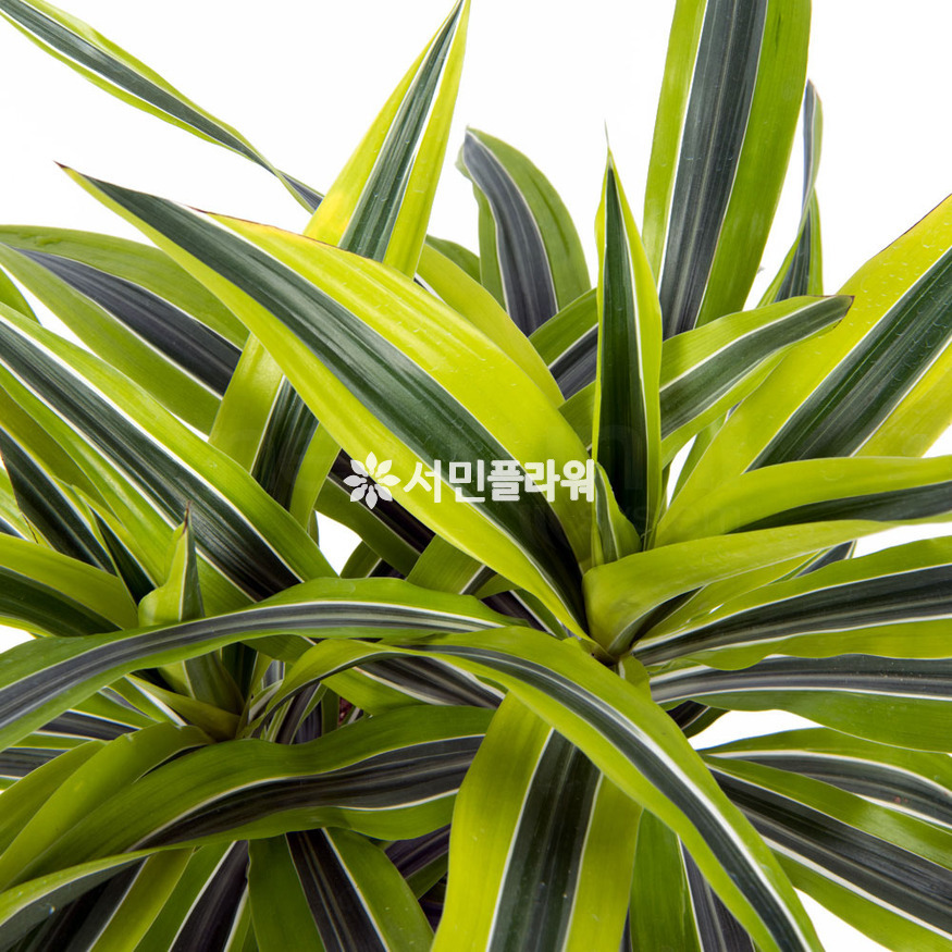 상세이미지