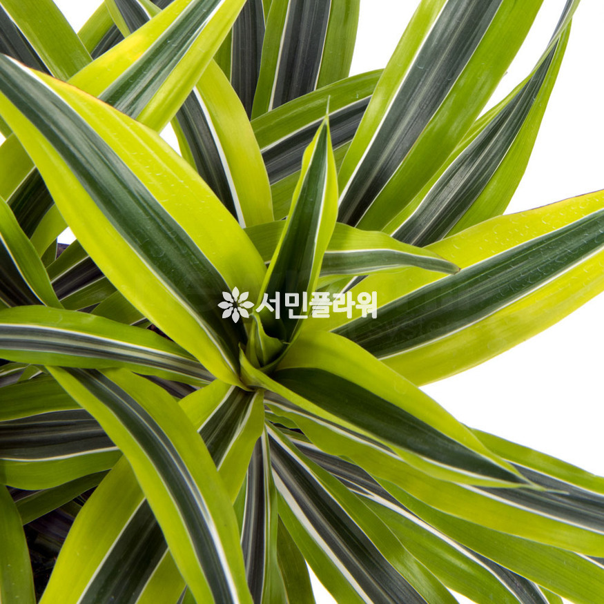 상세이미지
