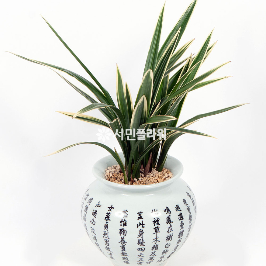 상세이미지