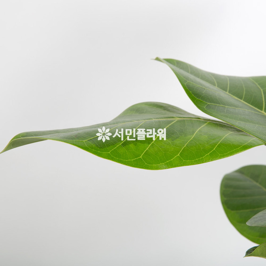 상세이미지